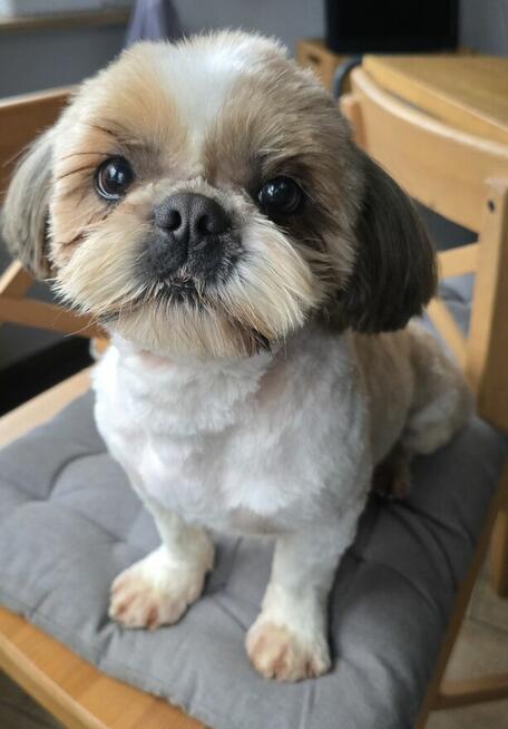 Reproduktor Shih tzu
