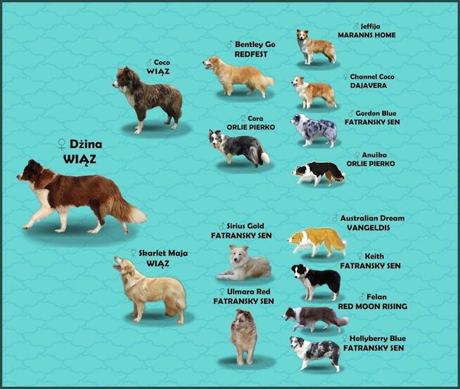 Rasowa suczka Border Collie z pełną dok. przebadani rodzice