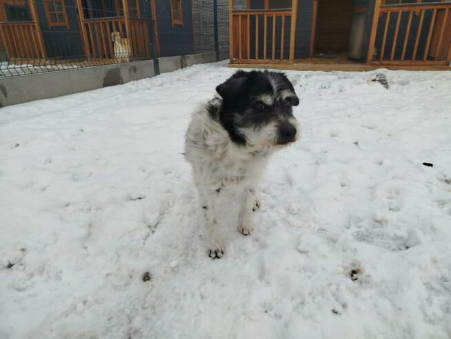 Pogodny psiak kochający ludzi marzy o odpowiedzialnym domu
