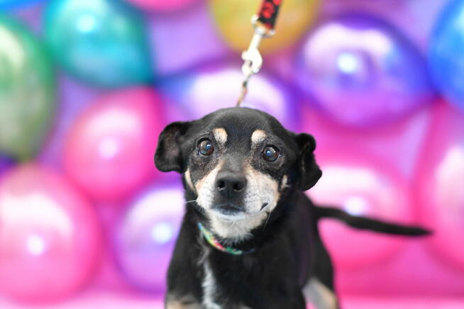 Seniorek Juluś szuka domu pełnego miłości!