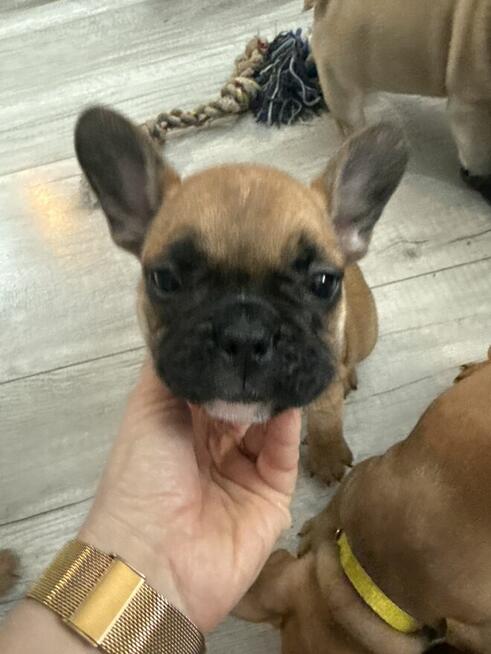 Buldog francuski szczeniaki