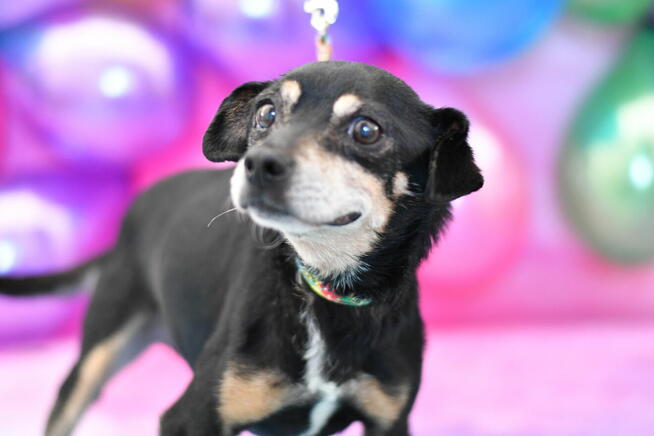 Seniorek Juluś szuka domu pełnego miłości!