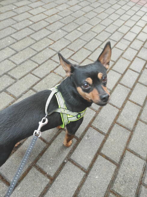 Oddam dwa psy: Molly i Belę