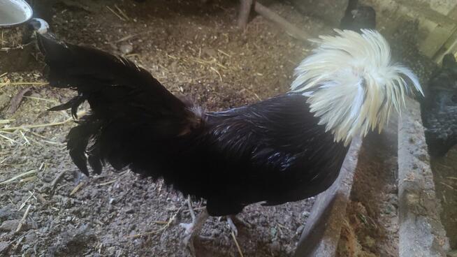 Zaopiekuję się Tobą .