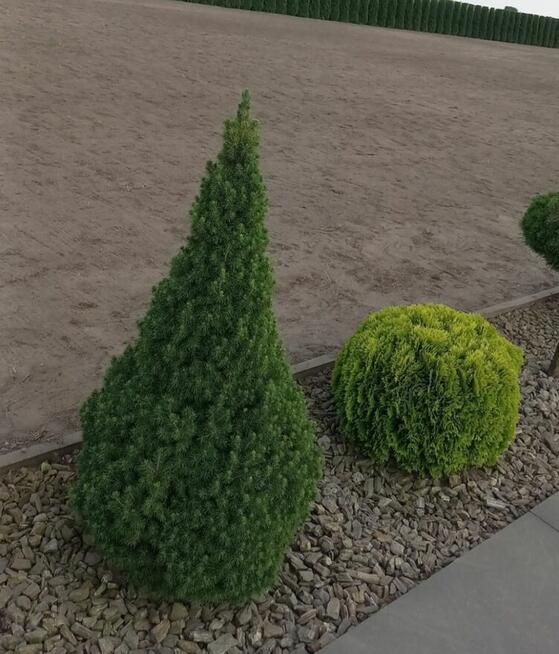 USŁUGI OGRODNICZE UŁĘŻ NOWODWÓR BARANÓW MICHÓW