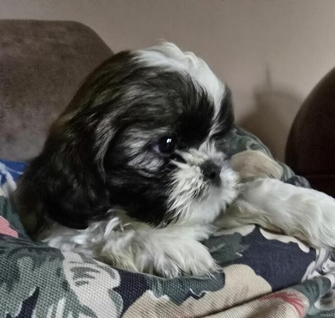 Szczeniak Shih tzu ,tri color