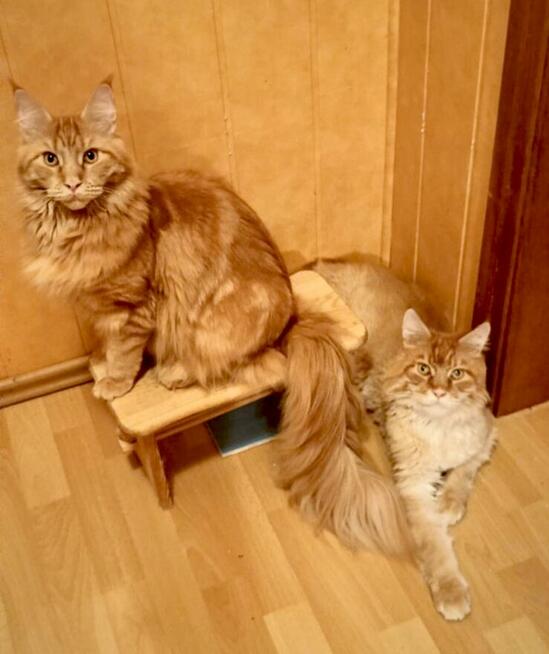 Kotki rasy Maine Coon