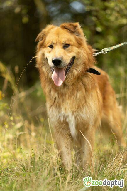 CYNAMON - piękny psiak szuka najlepszego domu