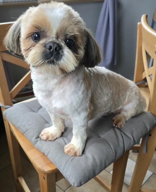 Szczeniak Shih tzu ,tri color