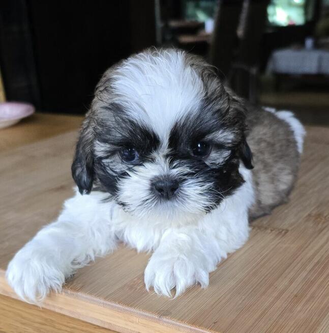 Szczeniak Shih tzu ,tri color