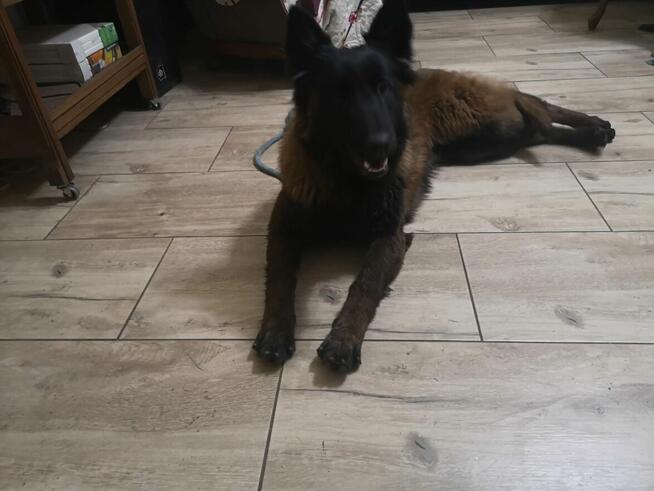 Owczarek Belgijski Malinois