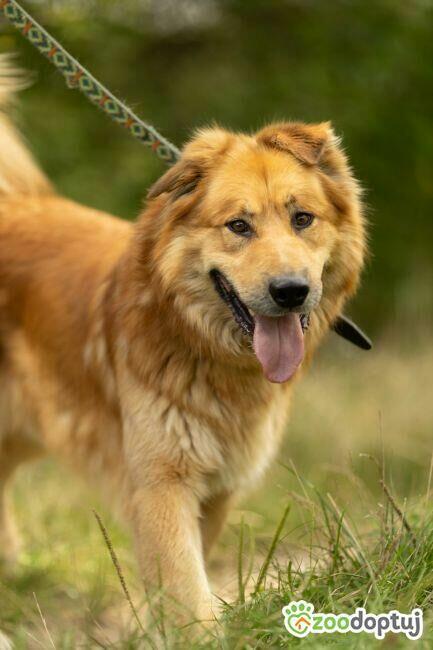 CYNAMON - piękny psiak szuka najlepszego domu