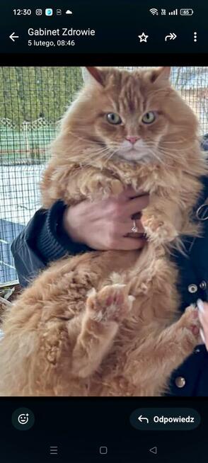 Kotki rasy Maine Coon