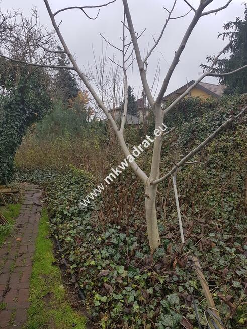 Działka dom 2 -lokalowy  ul Orzeszkowej