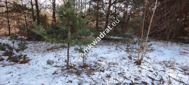 Ładna zalesiona działka z MPZP Ojrzanów