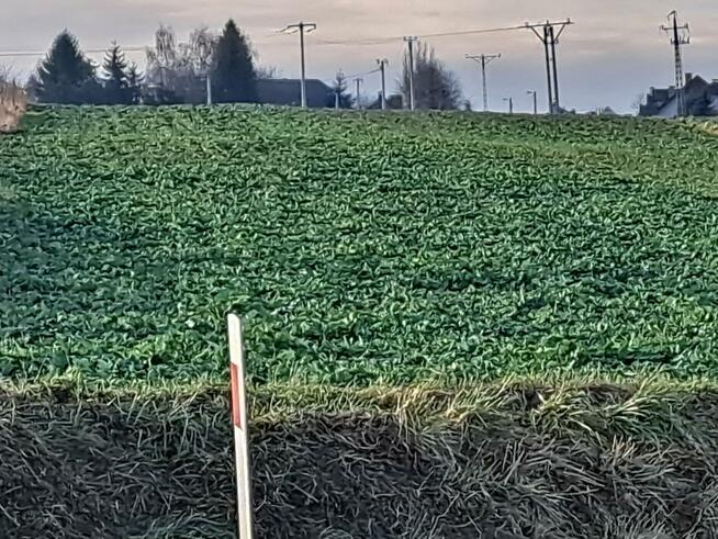 Działka rolna Skała