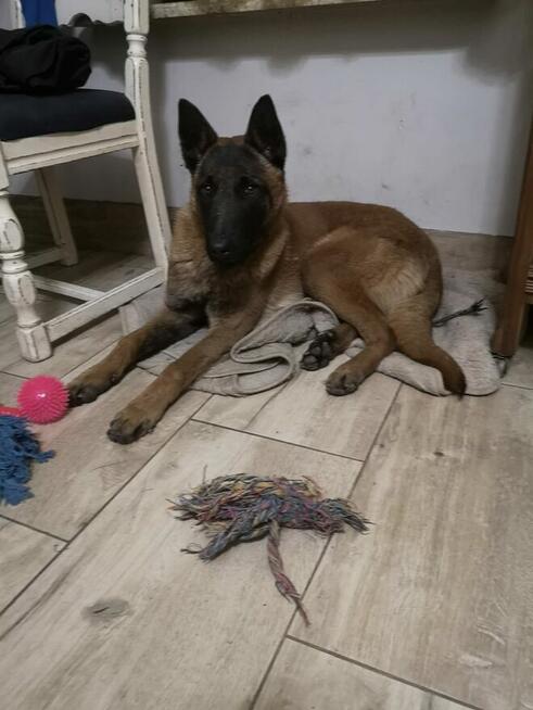 Owczarek Belgijski Malinois