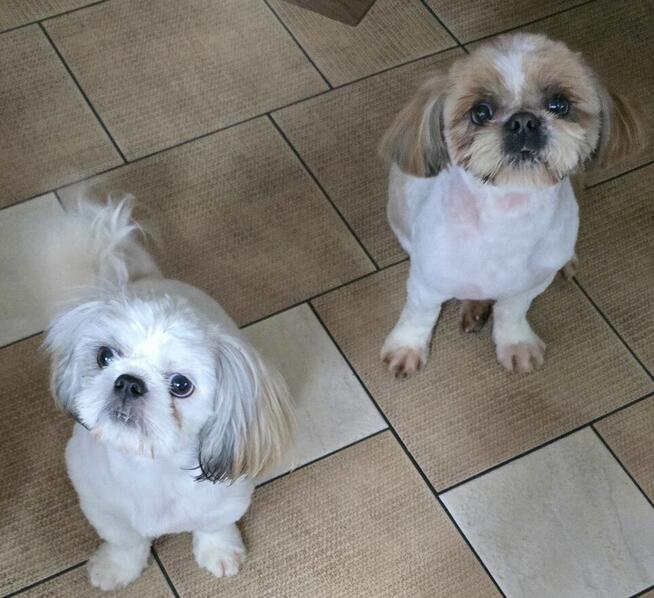 Szczeniak Shih tzu ,tri color