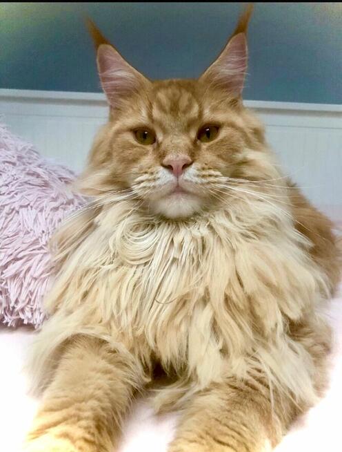 Kotki rasy Maine Coon