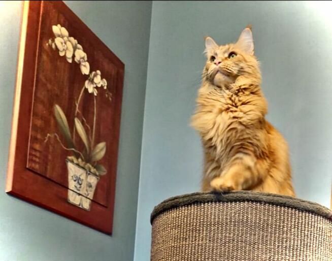 Kotki rasy Maine Coon