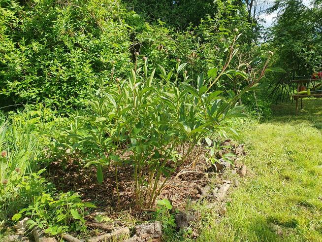 Działka ROD Kolejarz