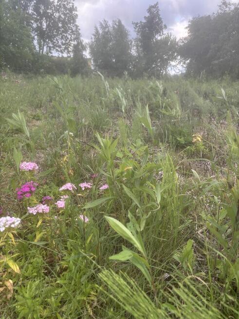 Tanio! Nasiegniewo, Włocławek- działki rolno-budowlane-MPZP