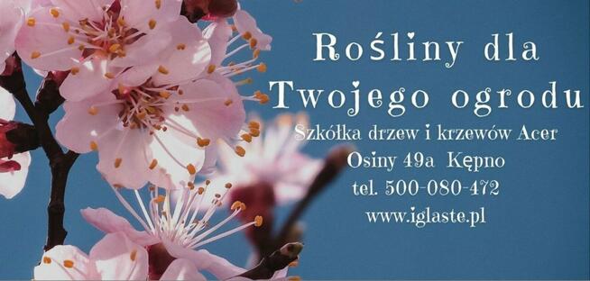 Amelanchier lamarcka wielopienna sadzonka w doniczce