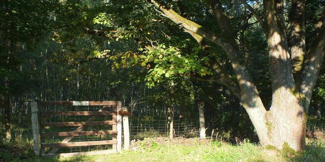 Piękna działka z wydanymi warunkami zabudowy