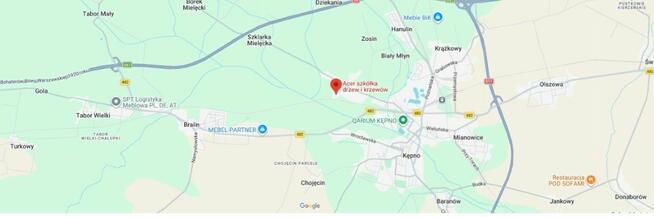 Aucuba japońska aukuba Variegata sadzonki w doniczce