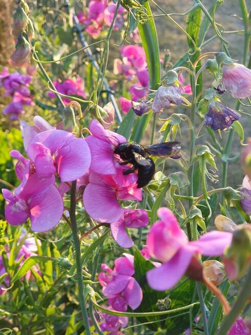 Działka ROD Kolejarz