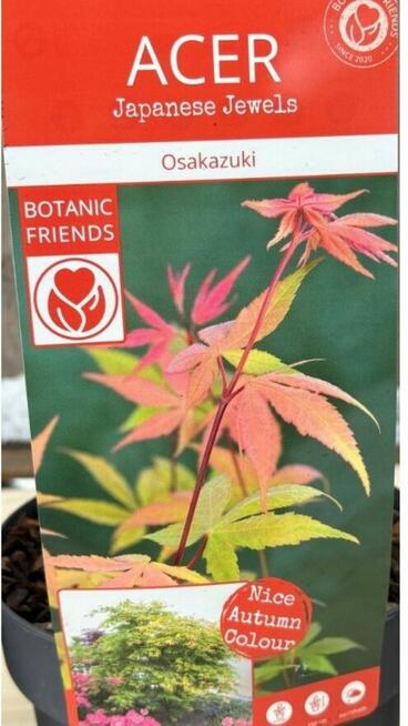 Klony palmowe Osakazuki, Bloodgood, Firecrocker, Garnet,