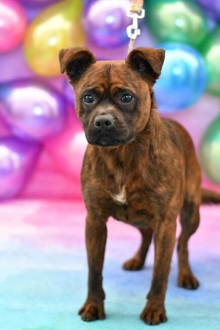 Radosny Zgredek szuka rodzinki do pokochania!