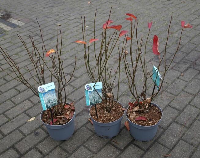 Amelanchier lamarcka wielopienna sadzonka w doniczce