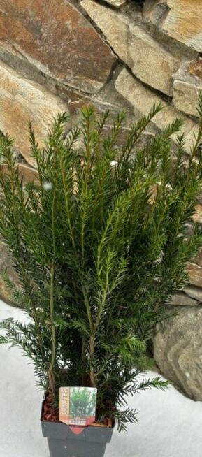 Cis Groenland mega sadzonka gęsta na żywopłot