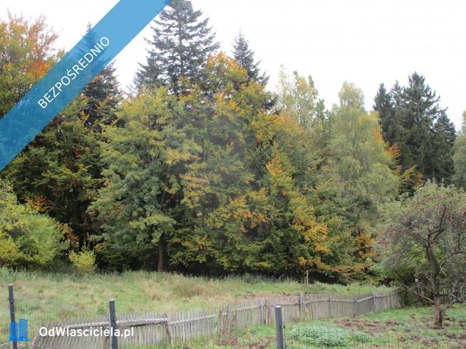 syndyk sprzeda udziały w działkach w Ciścu