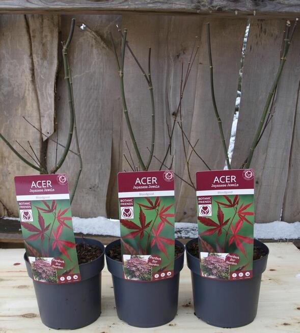 Klony palmowe Osakazuki, Bloodgood, Firecrocker, Garnet,