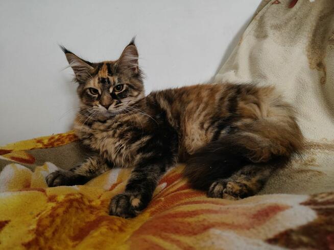Koty maine coon