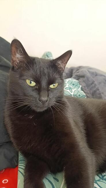 Oddam kotkę w dobre ręce – wysterylizowana, zdrowa