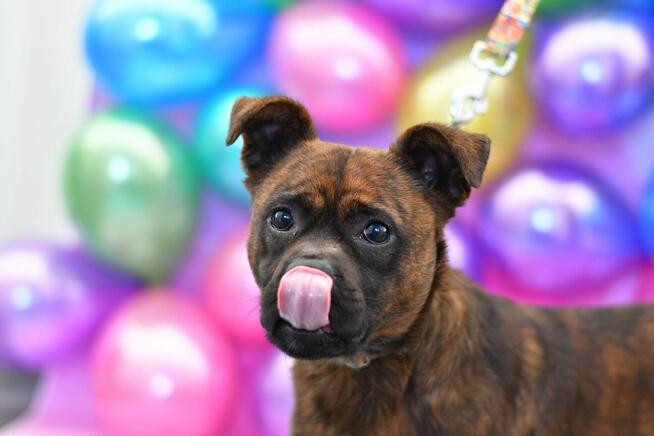 Radosny Zgredek szuka rodzinki do pokochania!