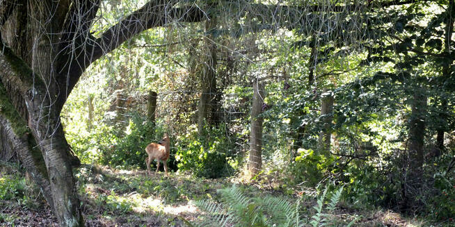Piękna działka z wydanymi warunkami zabudowy