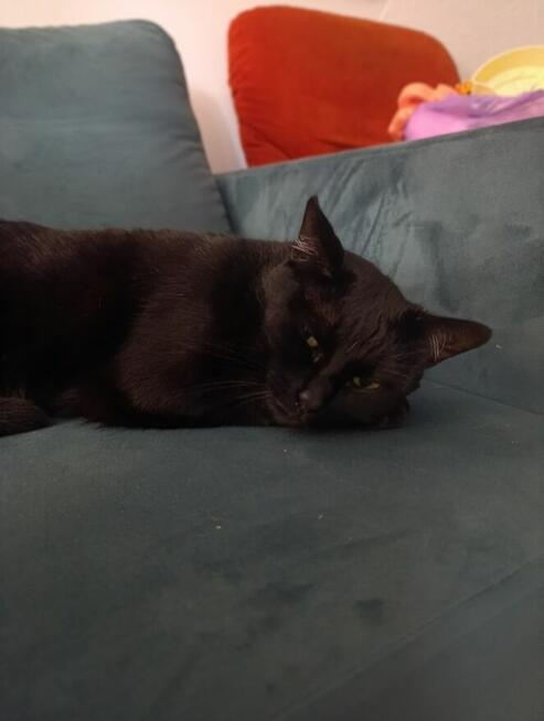 Oddam kotkę w dobre ręce – wysterylizowana, zdrowa