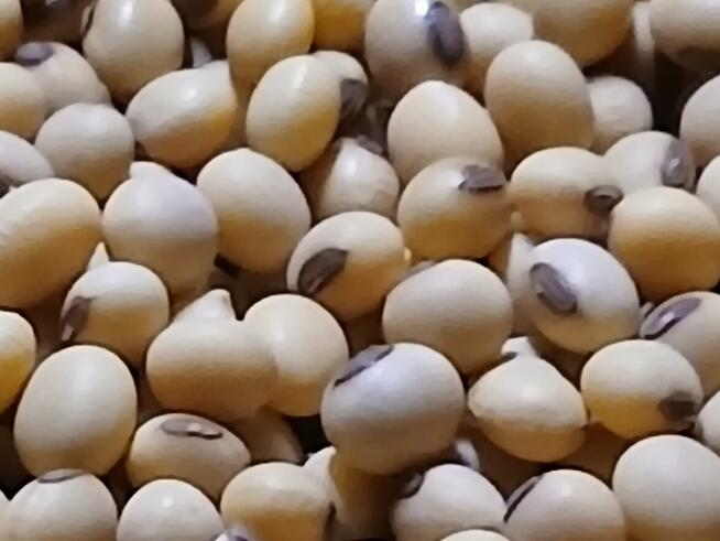 Sprzedam soję Aurelina