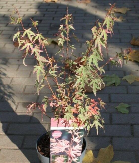 Klony palmowe Osakazuki, Bloodgood, Firecrocker, Garnet,