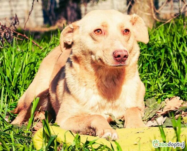 KARMEL - porzucony, kochany psiak szuka domu
