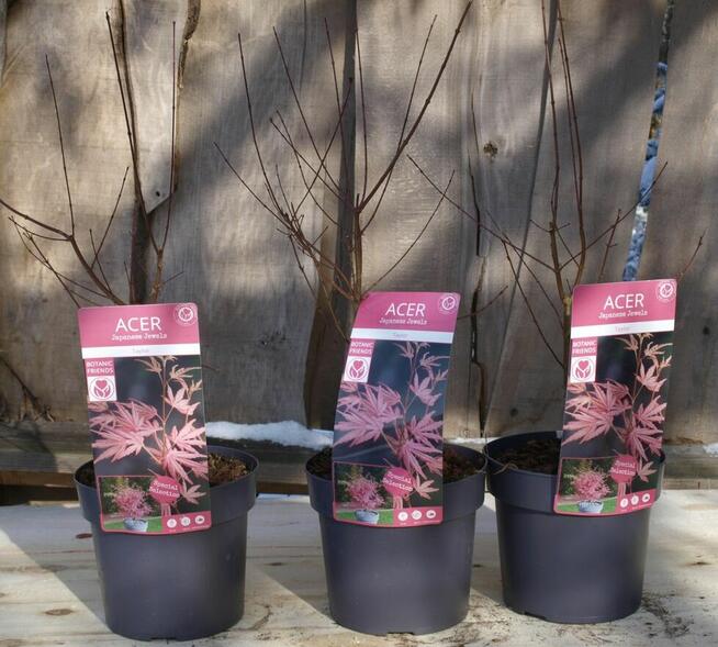 Klony palmowe Osakazuki, Bloodgood, Firecrocker, Garnet,