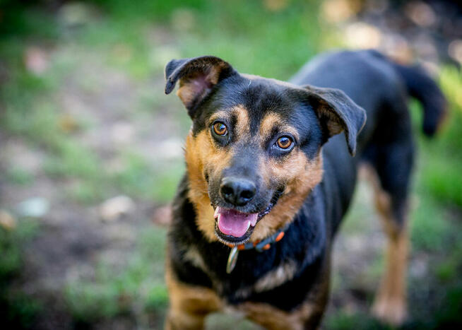 Pajdek szuka domu do zabaw. Może Twojego? :)