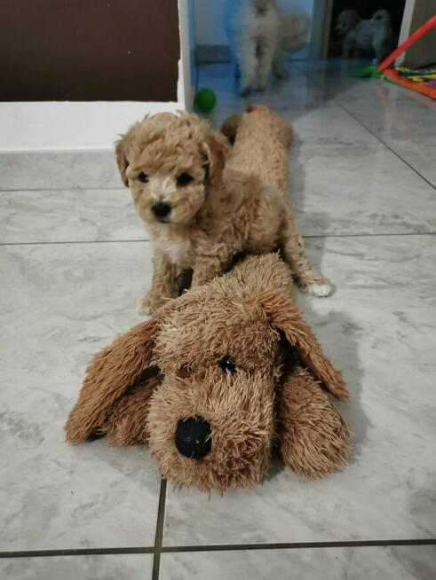 Bichon frise Pudel toy red bichpoo