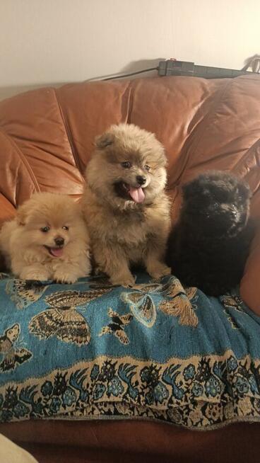 Pomeranki