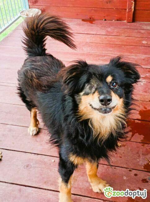 KRUCZEK - porzucony, niechciany psiak błaga o najlepszy dom