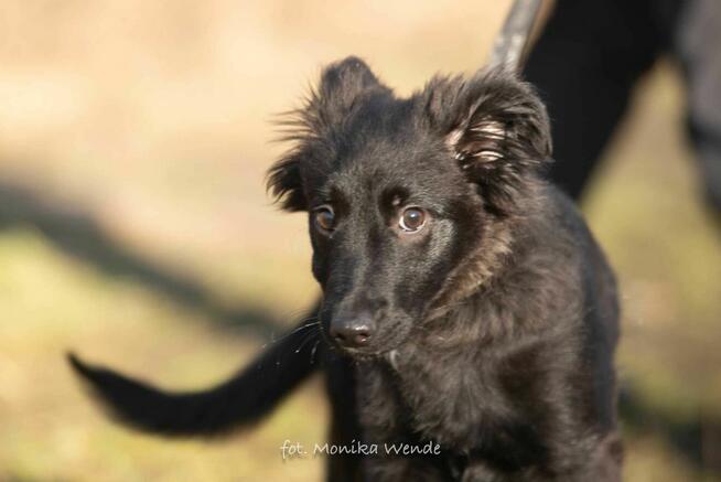 Daisy śliczna kruszynka czeka na dom